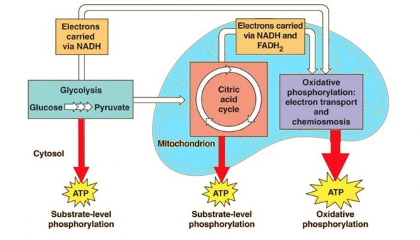 Cellular Respiration