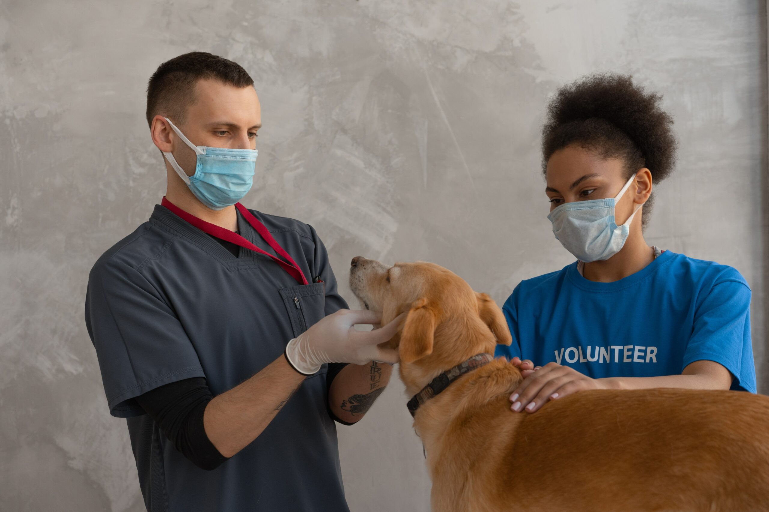 Volunteer Experience